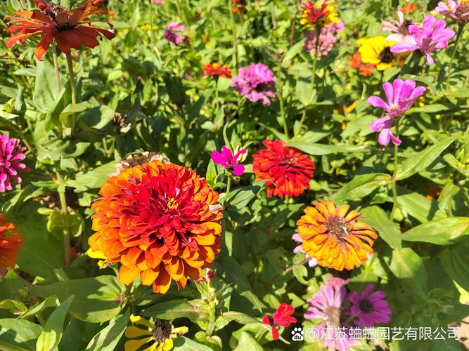 百日草的主要价值，百日草植物简介？-第4张图片-优品飞百科