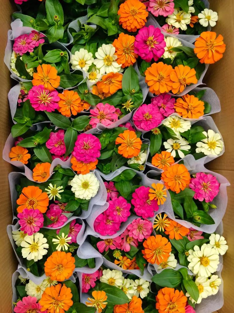 百日草的主要价值，百日草植物简介？-第5张图片-优品飞百科