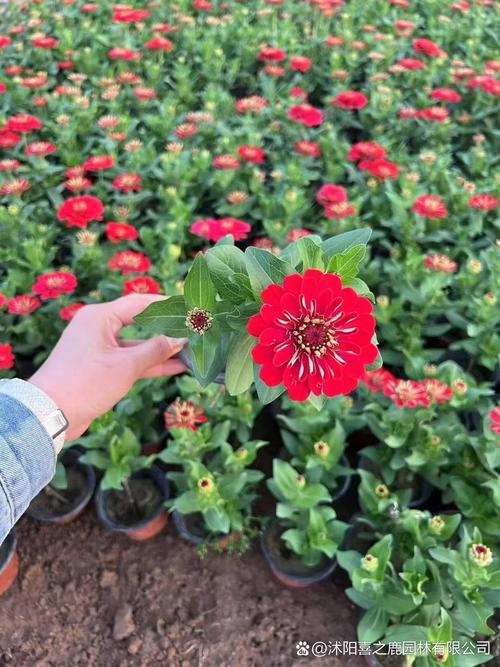 百日草的主要价值，百日草植物简介？-第6张图片-优品飞百科