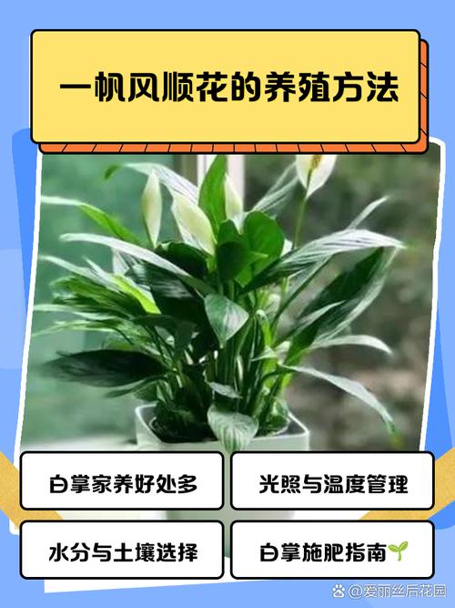 一帆风顺花能养在家中吗，在家中如何养护，一帆风顺花好养吗？