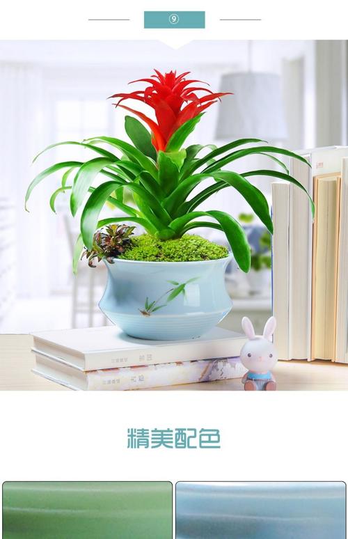 一帆风顺花能养在家中吗，在家中如何养护，一帆风顺花好养吗？-第2张图片-优品飞百科