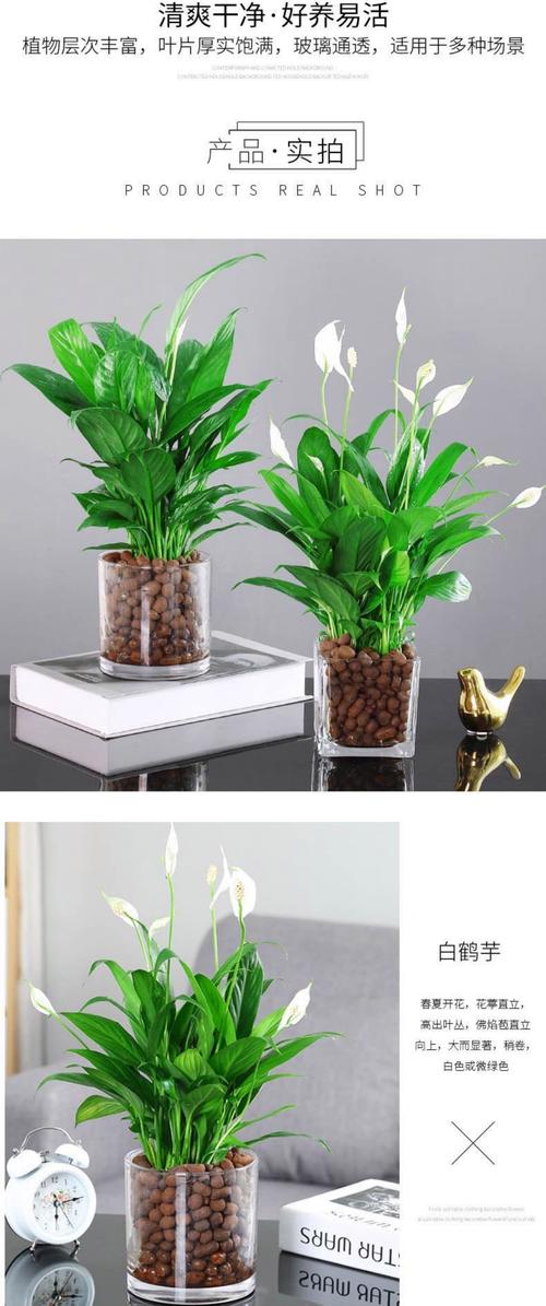 一帆风顺花能养在家中吗，在家中如何养护，一帆风顺花好养吗？-第3张图片-优品飞百科