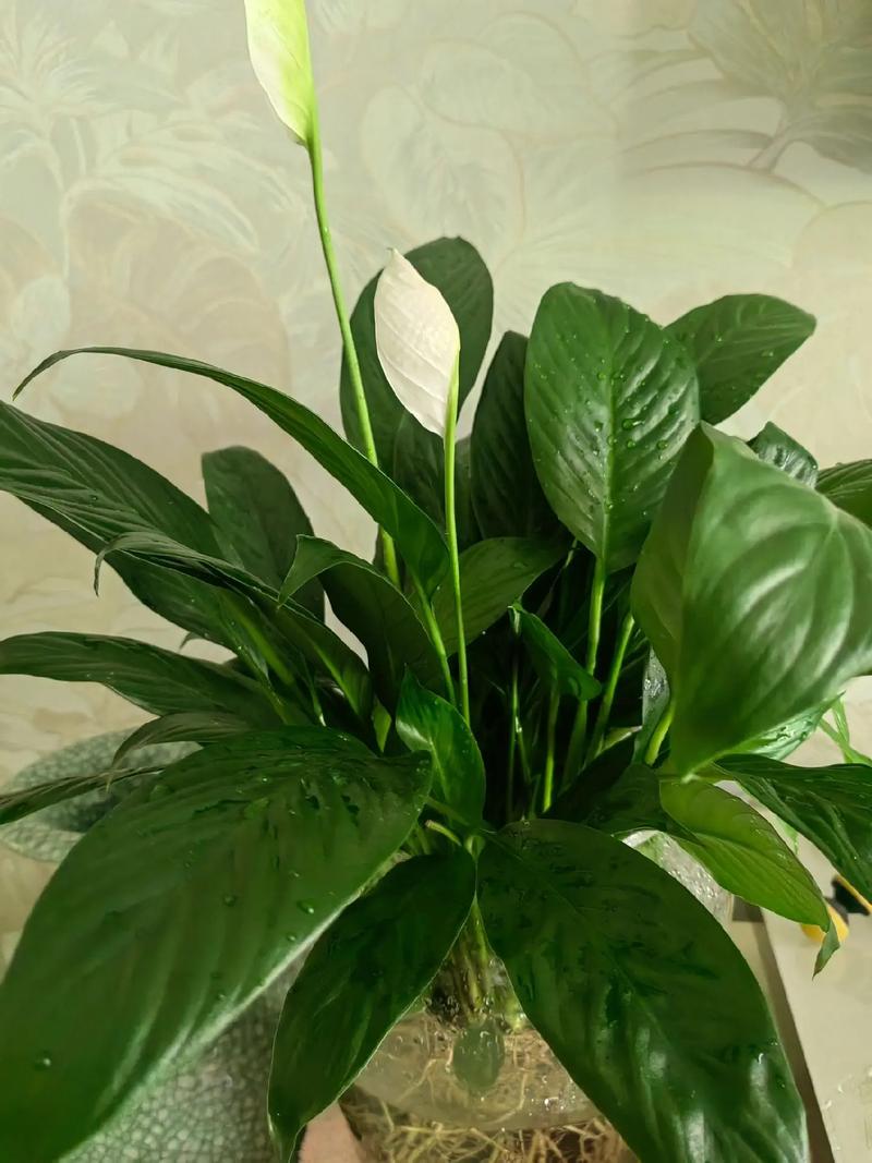 一帆风顺花能养在家中吗，在家中如何养护，一帆风顺花好养吗？-第4张图片-优品飞百科