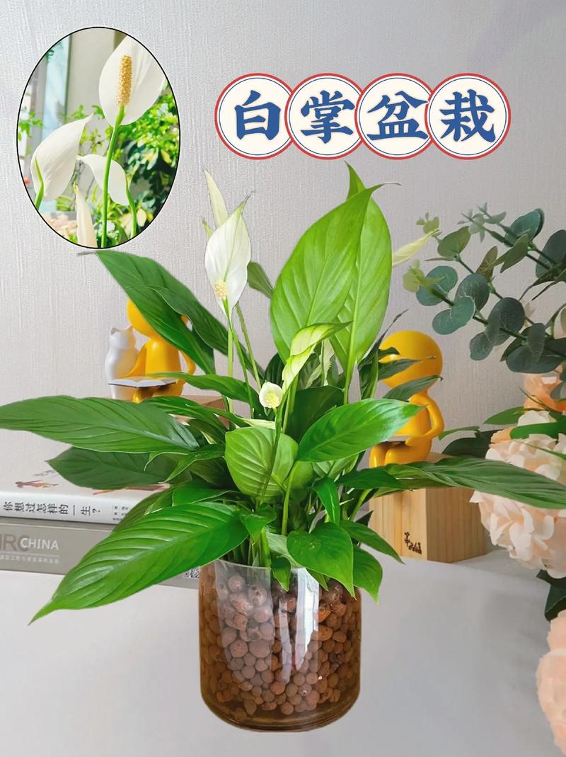 一帆风顺花能养在家中吗，在家中如何养护，一帆风顺花好养吗？-第6张图片-优品飞百科