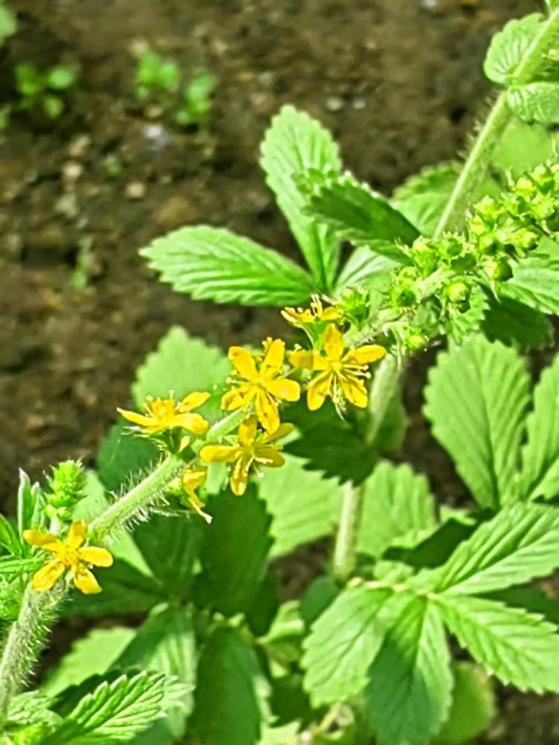 龙牙草的养殖方法？龙牙草的功效是什么？-第2张图片-优品飞百科