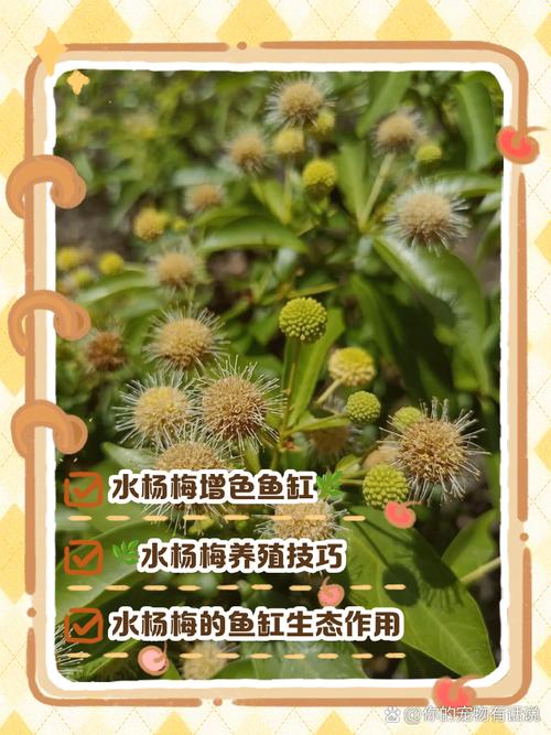 龙牙草的养殖方法？龙牙草的功效是什么？-第3张图片-优品飞百科