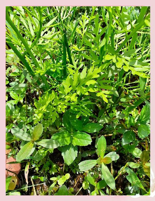 龙牙草的养殖方法？龙牙草的功效是什么？-第5张图片-优品飞百科