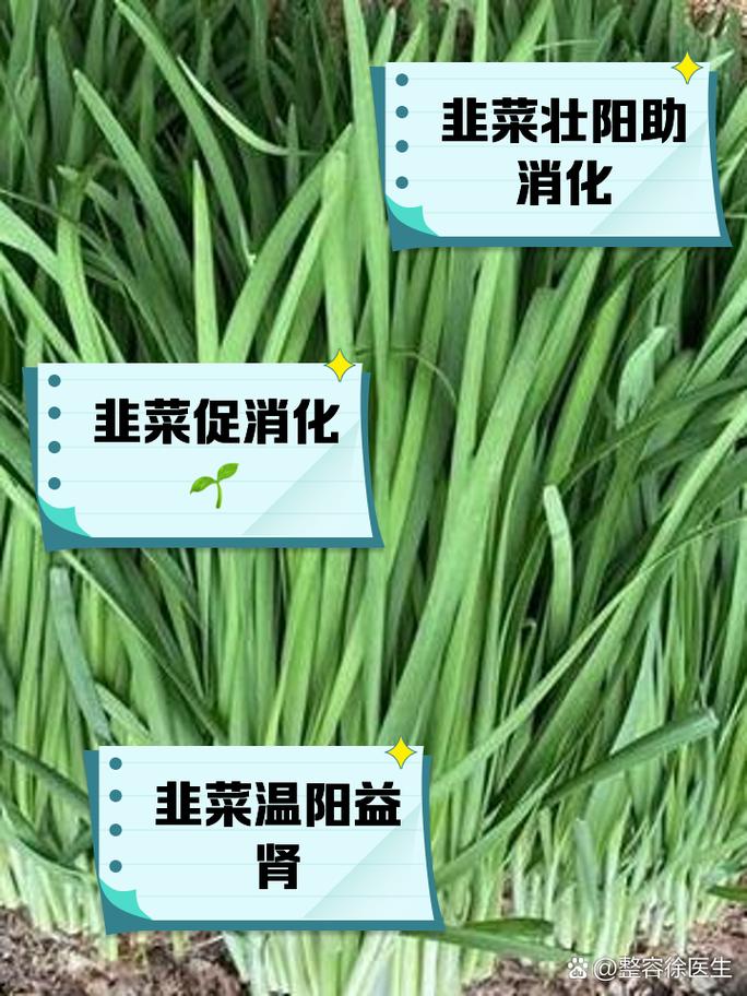 吃韭菜有什么好处，男人吃韭菜的好处，男性吃韭菜的好处-第6张图片-优品飞百科