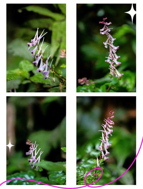 断肠草的功效与作用，断肠草什么作用-第1张图片-优品飞百科