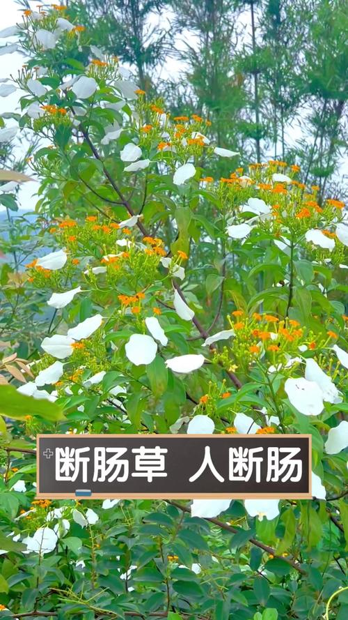 断肠草的功效与作用，断肠草什么作用-第3张图片-优品飞百科