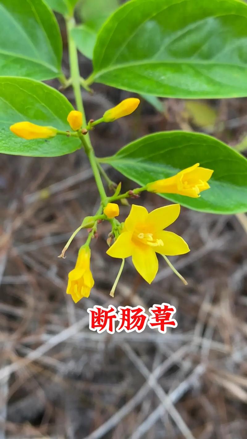 断肠草的功效与作用，断肠草什么作用-第4张图片-优品飞百科