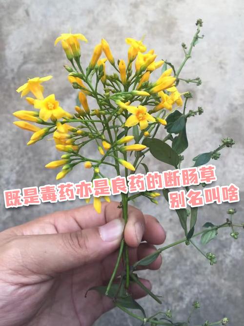 断肠草的功效与作用，断肠草什么作用-第5张图片-优品飞百科