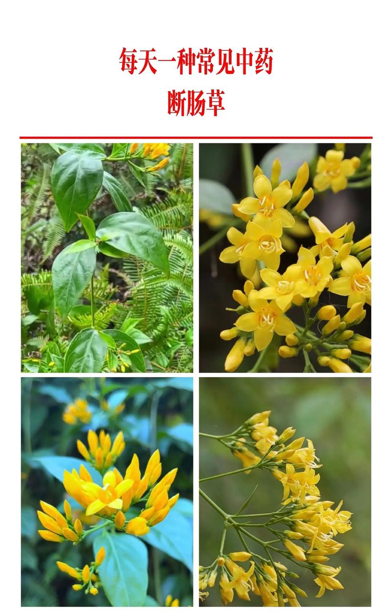 断肠草的功效与作用，断肠草什么作用-第6张图片-优品飞百科