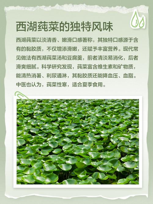 莼菜可以吃吗，莼菜能吃吗？