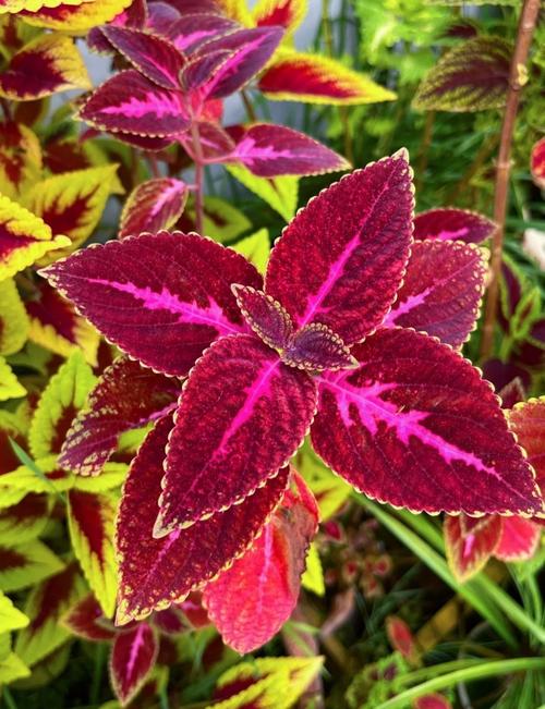 彩叶草适合在室内种植吗，彩叶草适合什么花盆？-第1张图片-优品飞百科