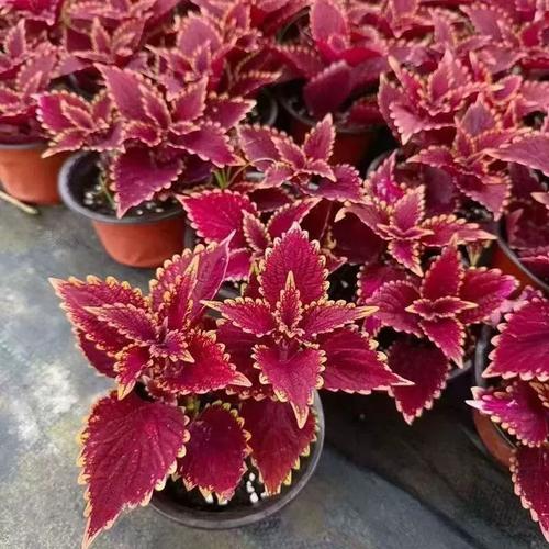 彩叶草适合在室内种植吗，彩叶草适合什么花盆？-第3张图片-优品飞百科