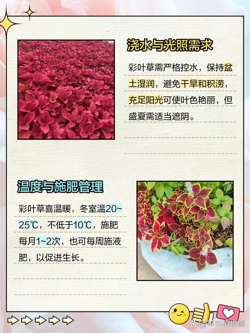 彩叶草适合在室内种植吗，彩叶草适合什么花盆？-第4张图片-优品飞百科