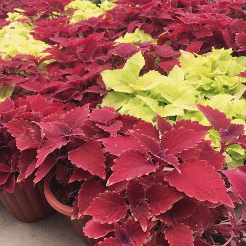 彩叶草适合在室内种植吗，彩叶草适合什么花盆？-第5张图片-优品飞百科