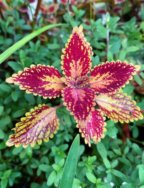 彩叶草适合在室内种植吗，彩叶草适合什么花盆？-第6张图片-优品飞百科