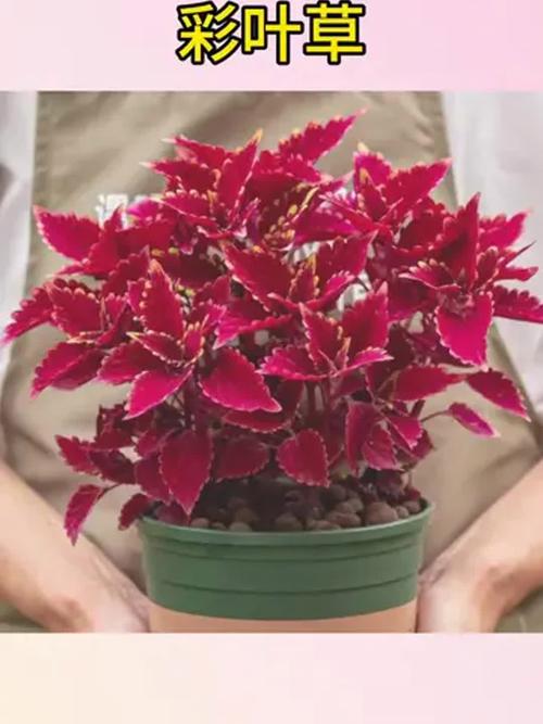彩叶草适合在室内种植吗，彩叶草适合什么花盆？-第7张图片-优品飞百科