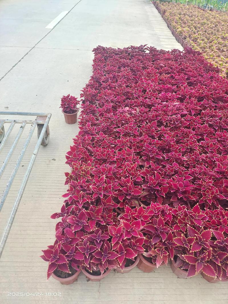 彩叶草适合在室内种植吗，彩叶草适合什么花盆？-第8张图片-优品飞百科