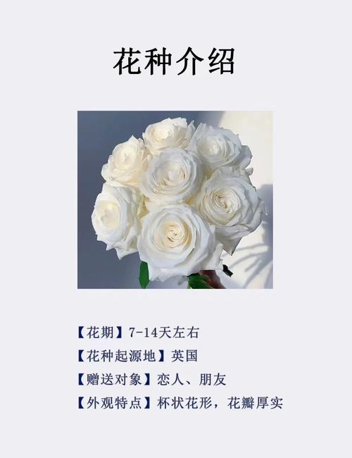 玫瑰花在风水上有忌讳吗？玫瑰花种植风水？-第3张图片-优品飞百科