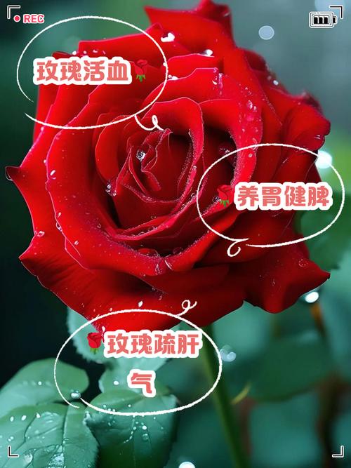 玫瑰花在风水上有忌讳吗？玫瑰花种植风水？-第5张图片-优品飞百科