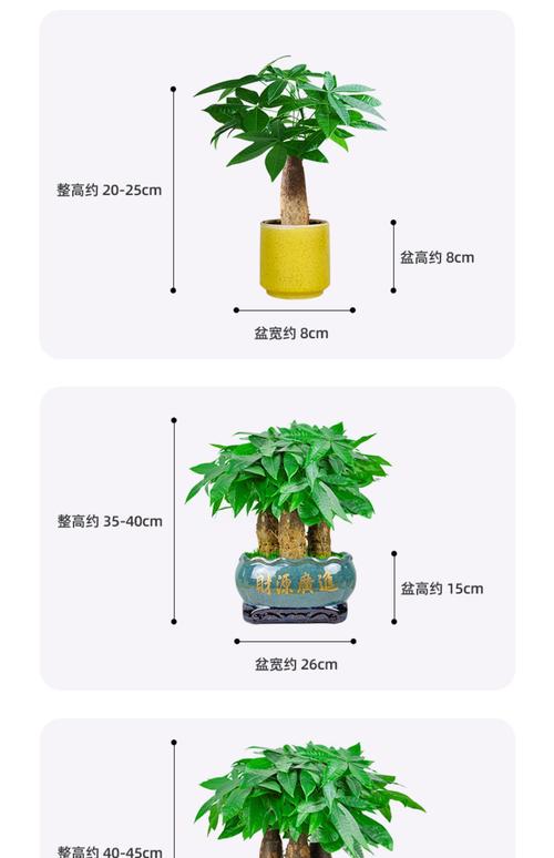 发财树小苗多少钱一棵，怎么种植方法，发财树的小苗的养殖方法和注意事项？-第1张图片-优品飞百科
