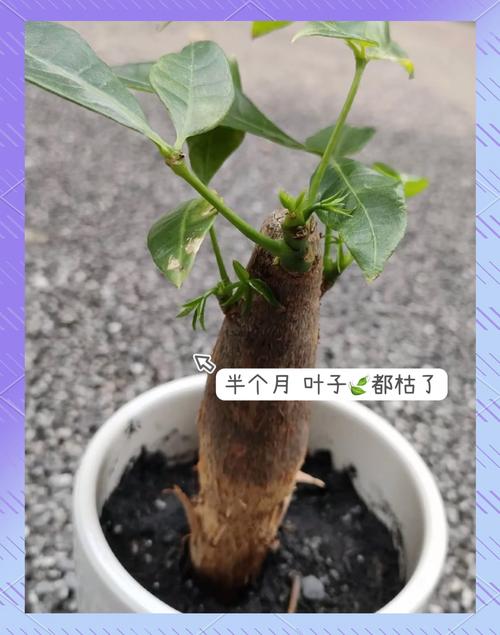 发财树小苗多少钱一棵，怎么种植方法，发财树的小苗的养殖方法和注意事项？-第2张图片-优品飞百科