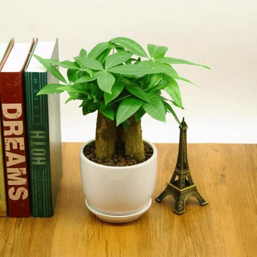 发财树小苗多少钱一棵，怎么种植方法，发财树的小苗的养殖方法和注意事项？-第3张图片-优品飞百科