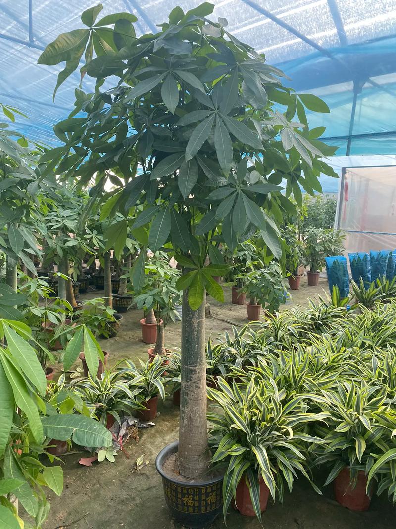 发财树小苗多少钱一棵，怎么种植方法，发财树的小苗的养殖方法和注意事项？-第4张图片-优品飞百科
