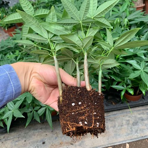发财树小苗多少钱一棵，怎么种植方法，发财树的小苗的养殖方法和注意事项？-第5张图片-优品飞百科