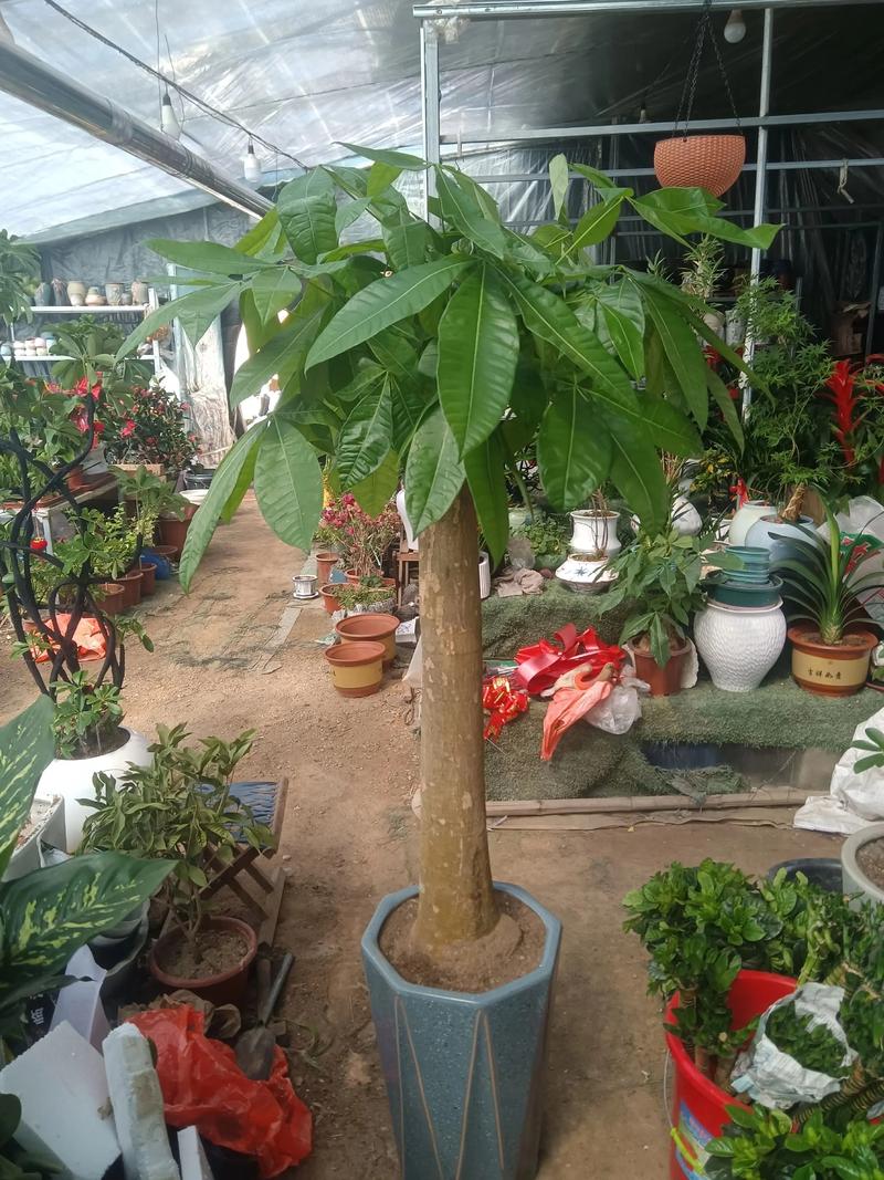 发财树小苗多少钱一棵，怎么种植方法，发财树的小苗的养殖方法和注意事项？-第6张图片-优品飞百科