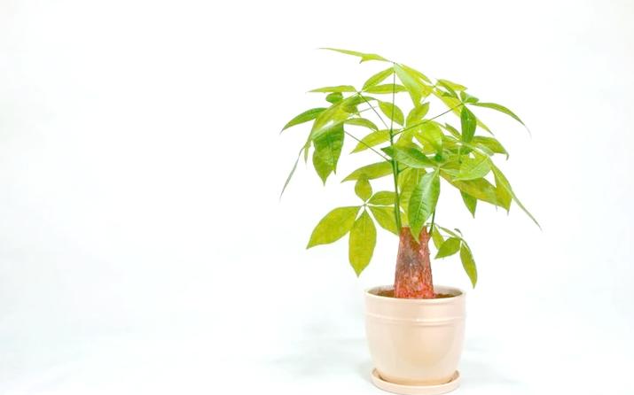 发财树小苗多少钱一棵，怎么种植方法，发财树的小苗的养殖方法和注意事项？-第7张图片-优品飞百科