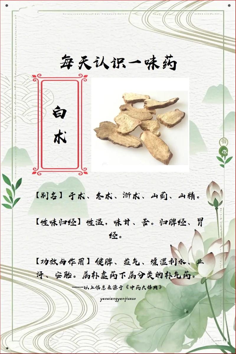 白术的功效与作用,白术的功效与作用禁忌与副作用有哪些-第2张图片-优品飞百科 白术的功效与作用,白术的功效与作用禁忌与副作用有哪些-第2张图片-优品飞百科