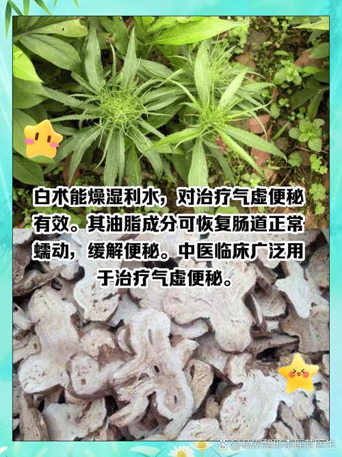 白术的功效与作用,白术的功效与作用禁忌与副作用有哪些-第3张图片-优品飞百科 白术的功效与作用,白术的功效与作用禁忌与副作用有哪些-第3张图片-优品飞百科