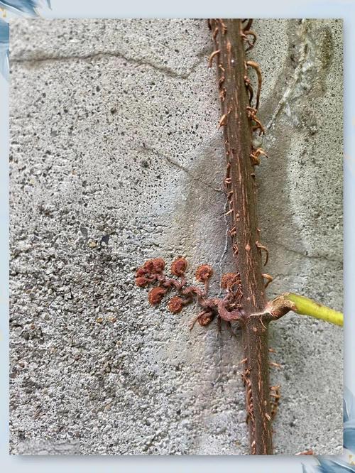 爬山虎对房子有害吗,爬山虎对墙面危害大吗?-第2张图片-优品飞百科 爬山虎对房子有害吗,爬山虎对墙面危害大吗?-第2张图片-优品飞百科