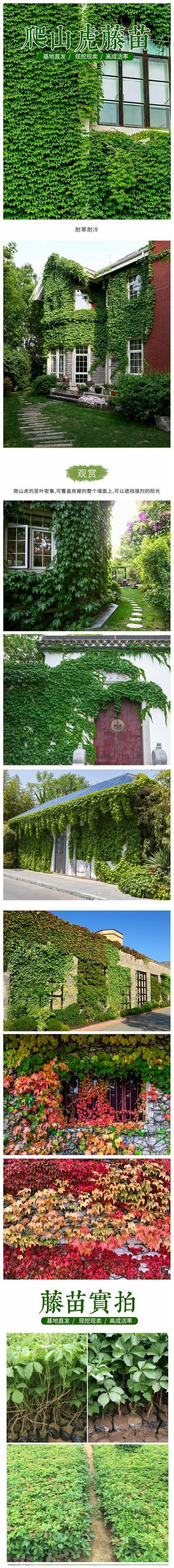 爬山虎对房子有害吗,爬山虎对墙面危害大吗?-第3张图片-优品飞百科 爬山虎对房子有害吗,爬山虎对墙面危害大吗?-第3张图片-优品飞百科