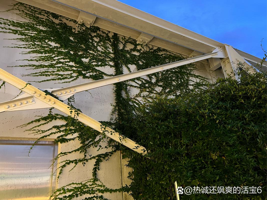 爬山虎对房子有害吗,爬山虎对墙面危害大吗?-第4张图片-优品飞百科 爬山虎对房子有害吗,爬山虎对墙面危害大吗?-第4张图片-优品飞百科