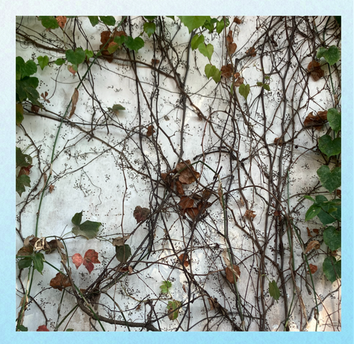 爬山虎对房子有害吗,爬山虎对墙面危害大吗?-第5张图片-优品飞百科 爬山虎对房子有害吗,爬山虎对墙面危害大吗?-第5张图片-优品飞百科