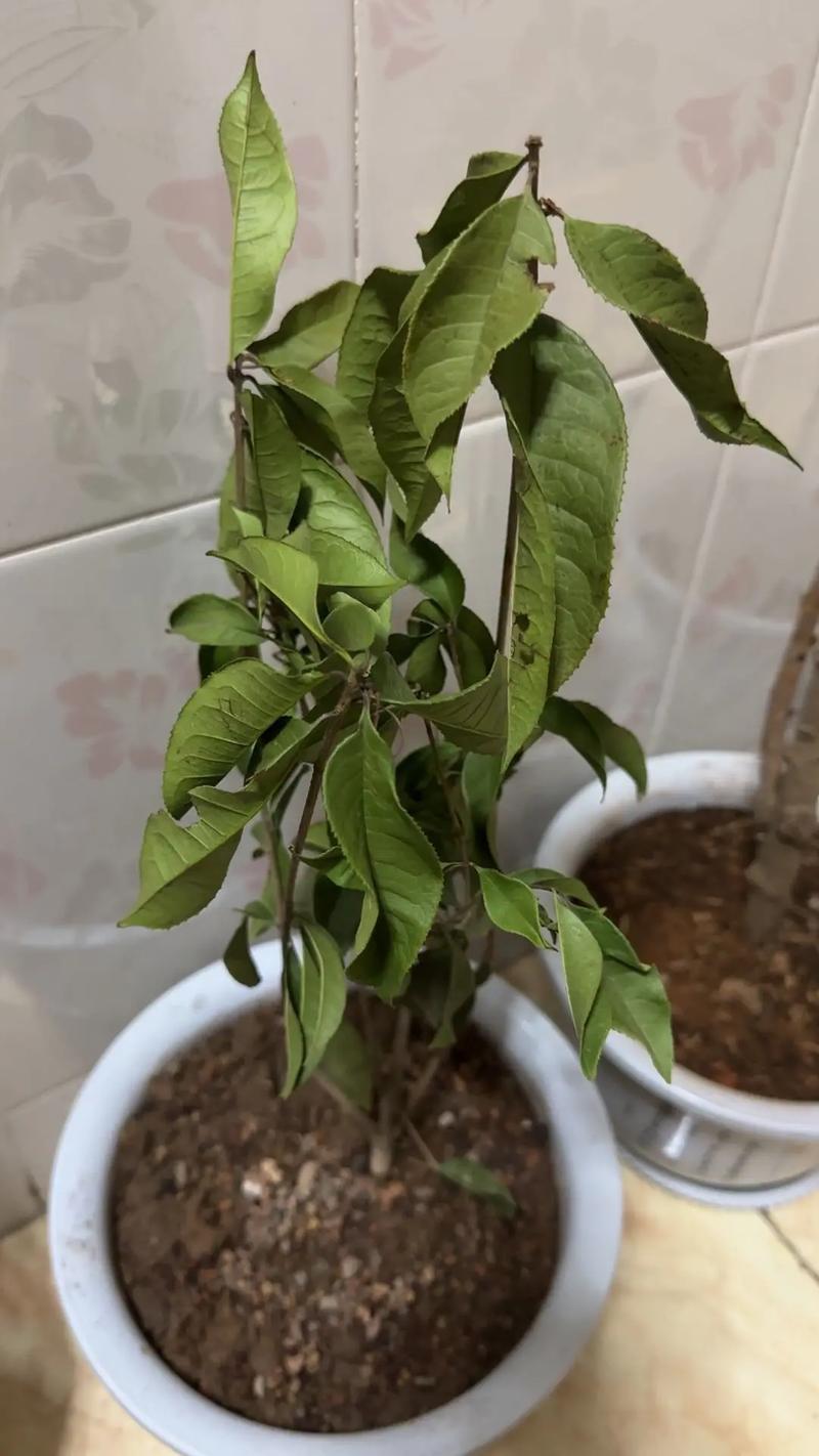 家里为什么不能种桂花，室内为什么不能种桂花-第2张图片-优品飞百科