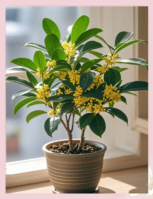 家里为什么不能种桂花，室内为什么不能种桂花-第3张图片-优品飞百科