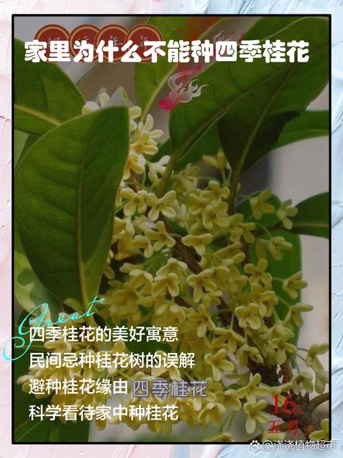家里为什么不能种桂花，室内为什么不能种桂花-第4张图片-优品飞百科