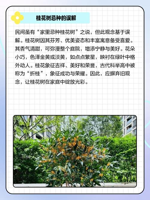 家里为什么不能种桂花，室内为什么不能种桂花-第6张图片-优品飞百科