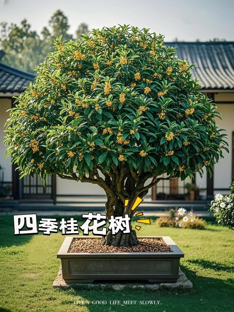 家里为什么不能种桂花，室内为什么不能种桂花-第5张图片-优品飞百科
