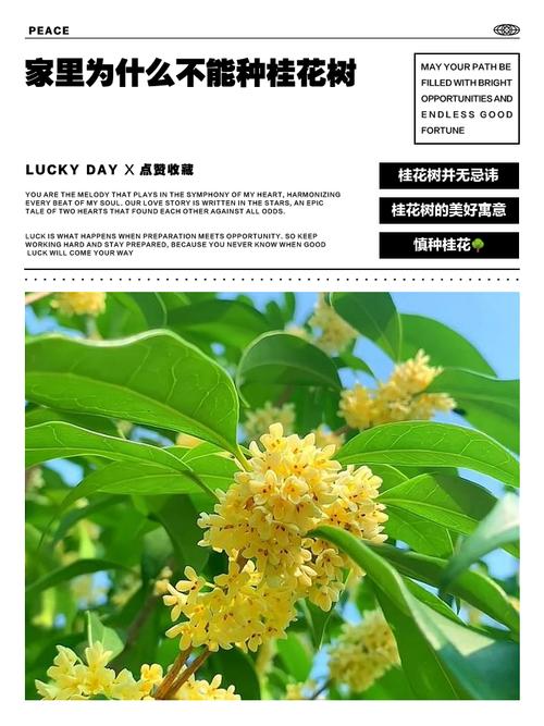 家里为什么不能种桂花，室内为什么不能种桂花-第8张图片-优品飞百科