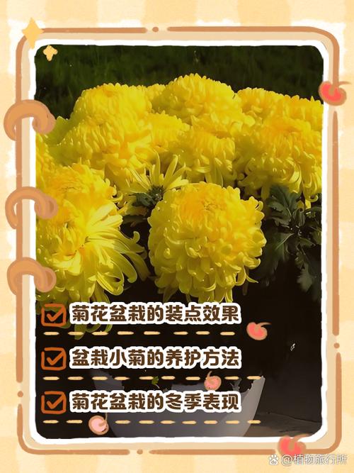 菊花何时上盆，怎么顺利上盆？菊花上盆多久可以浇水？
