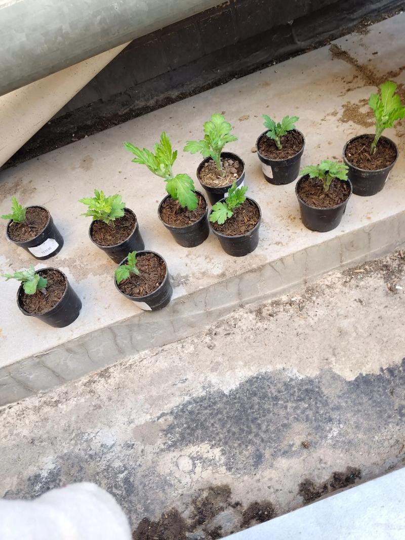 菊花何时上盆，怎么顺利上盆？菊花上盆多久可以浇水？-第2张图片-优品飞百科