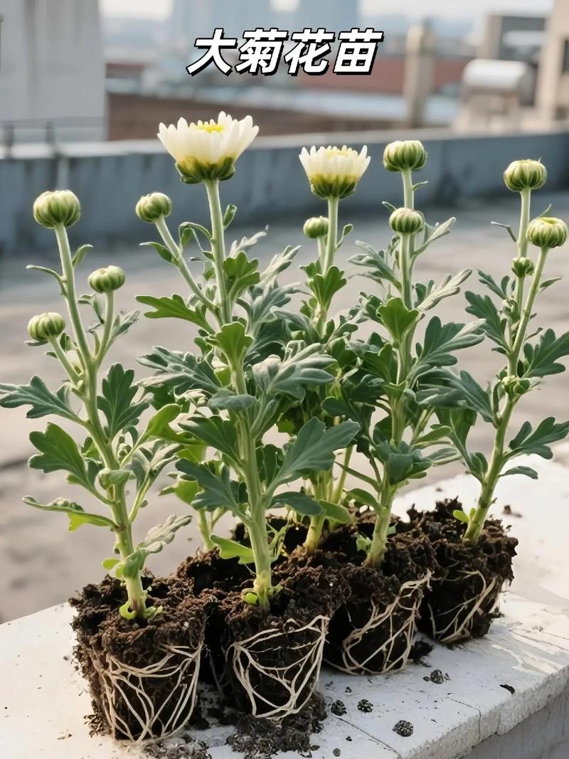 菊花何时上盆，怎么顺利上盆？菊花上盆多久可以浇水？-第3张图片-优品飞百科