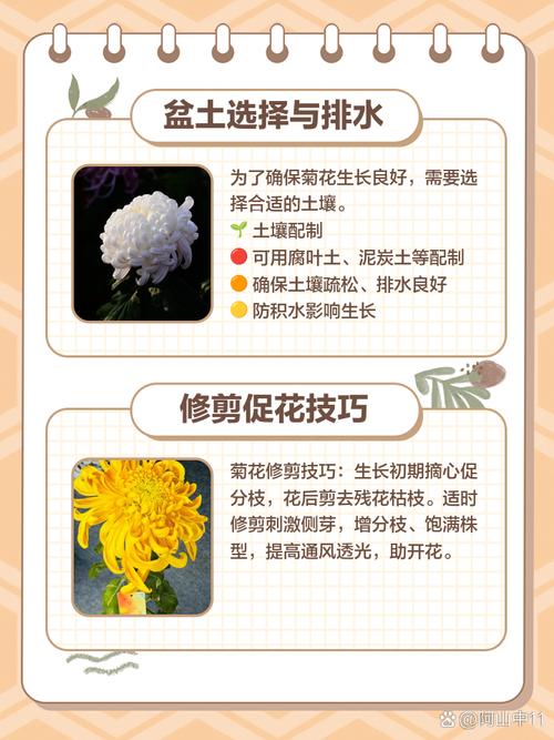 菊花何时上盆，怎么顺利上盆？菊花上盆多久可以浇水？-第4张图片-优品飞百科